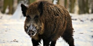 Вірус АЧС на Закарпатті: тривога була хибною? (ВІДЕО)